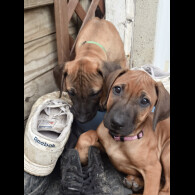 Rhodesian Ridgeback - Both