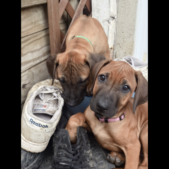 Rhodesian Ridgeback - Both