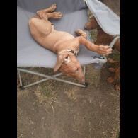 Rhodesian Ridgeback - Both