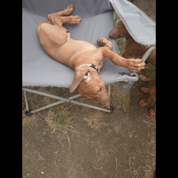 Rhodesian Ridgeback - Both