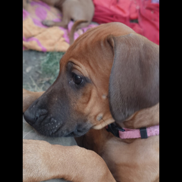 Rhodesian Ridgeback - Both
