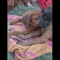 Rhodesian Ridgeback - Both