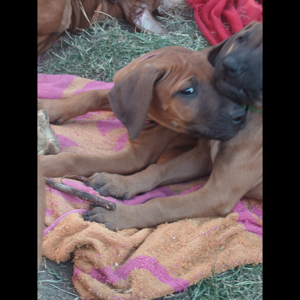 Rhodesian Ridgeback - Both