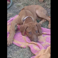 Rhodesian Ridgeback - Both
