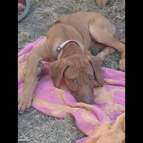 Rhodesian Ridgeback - Both