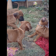Rhodesian Ridgeback - Both