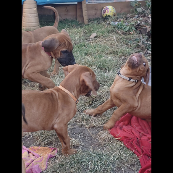Rhodesian Ridgeback - Both