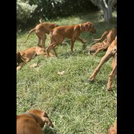 Rhodesian Ridgeback - Both