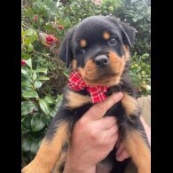 Rottweiler - Both