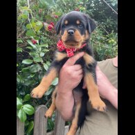 Rottweiler - Both