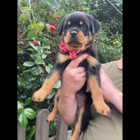 Rottweiler - Both