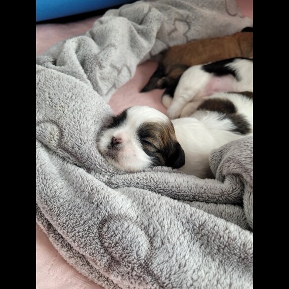 Shih Tzu - Dogs