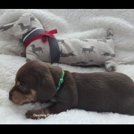 Dachshund (Standard &amp; Miniature) - Bitches