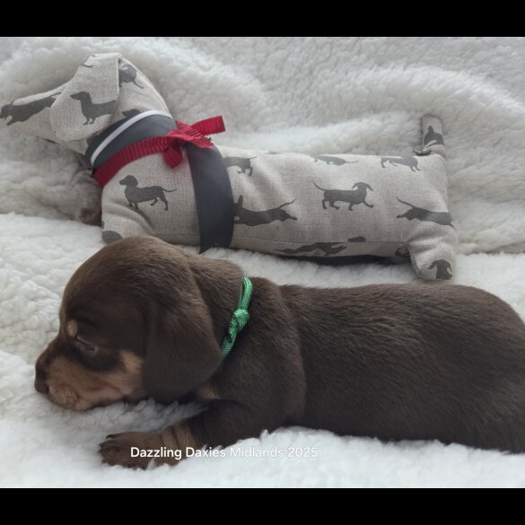 Dachshund (Standard &amp; Miniature) - Bitches