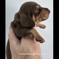 Dachshund (Standard &amp; Miniature) - Bitches