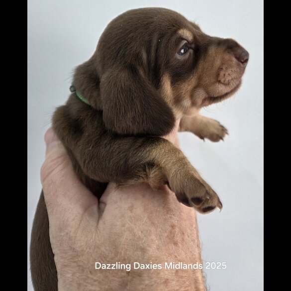 Dachshund (Standard &amp; Miniature) - Bitches