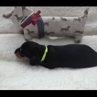 Dachshund (Standard &amp; Miniature) - Bitches