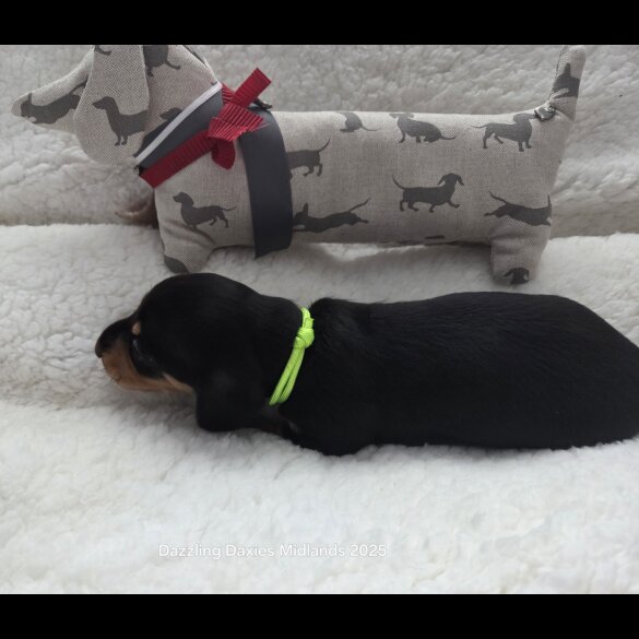Dachshund (Standard &amp; Miniature) - Bitches