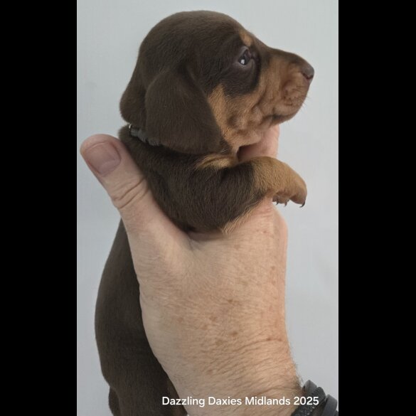 Dachshund (Standard &amp; Miniature) - Bitches
