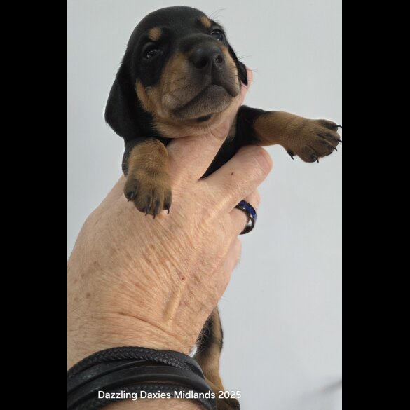Dachshund (Standard &amp; Miniature) - Bitches