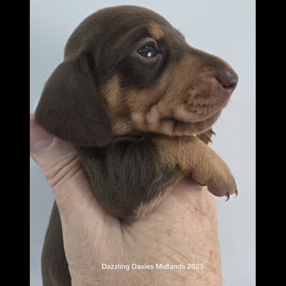 Dachshund (Standard &amp; Miniature) - Bitches