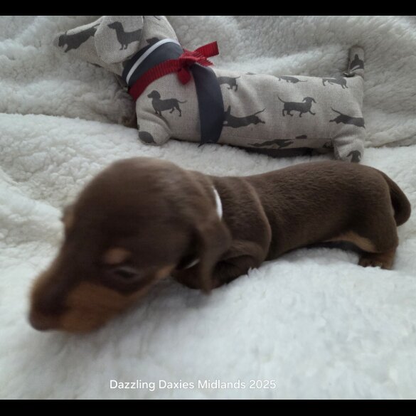 Dachshund (Standard &amp; Miniature) - Bitches