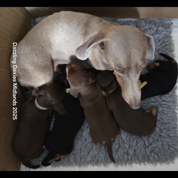 Dachshund (Standard &amp; Miniature) - Bitches