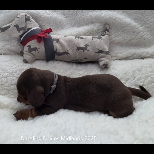 Dachshund (Standard &amp; Miniature) - Bitches