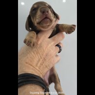 Dachshund (Standard &amp; Miniature) - Bitches