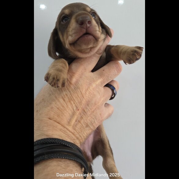 Dachshund (Standard &amp; Miniature) - Bitches