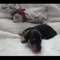 Dachshund (Standard &amp; Miniature) - Bitches