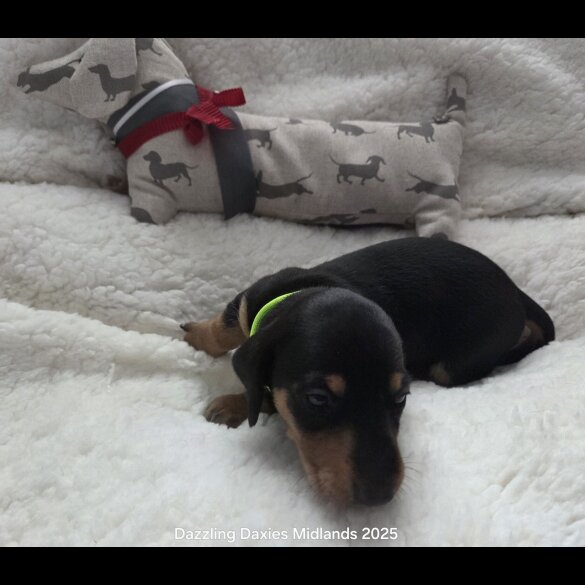 Dachshund (Standard &amp; Miniature) - Bitches