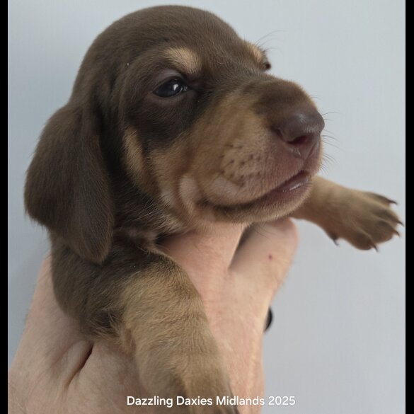 Dachshund (Standard &amp; Miniature) - Bitches