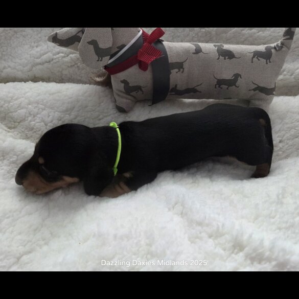 Dachshund (Standard &amp; Miniature) - Bitches