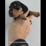 Dachshund (Standard &amp; Miniature) - Bitches