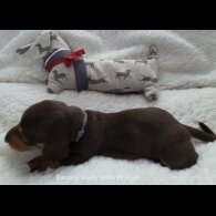 Dachshund (Standard &amp; Miniature) - Bitches