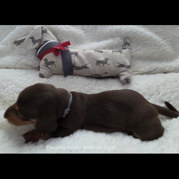 Dachshund (Standard &amp; Miniature) - Bitches