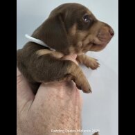 Dachshund (Standard &amp; Miniature) - Bitches