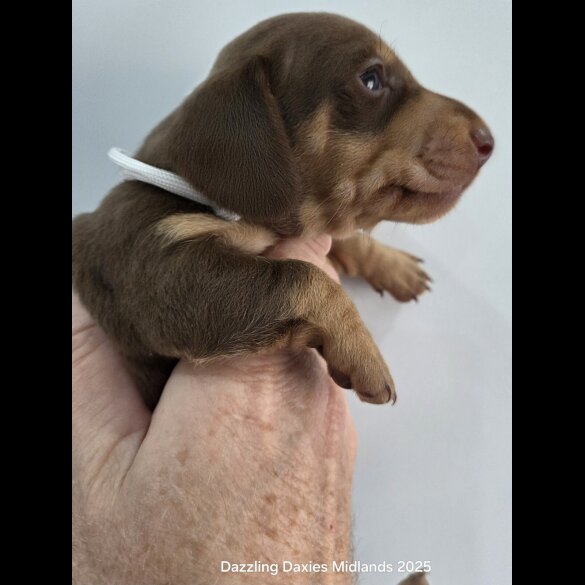 Dachshund (Standard &amp; Miniature) - Bitches