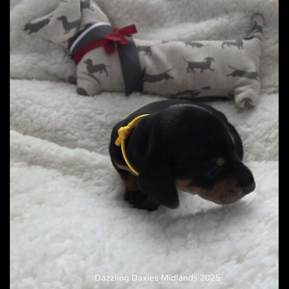 Dachshund (Standard &amp; Miniature) - Bitches