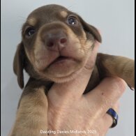 Dachshund (Standard &amp; Miniature) - Bitches