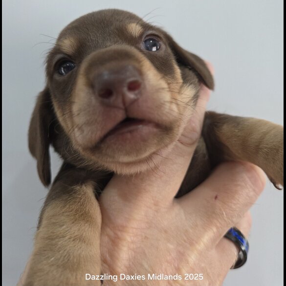 Dachshund (Standard &amp; Miniature) - Bitches