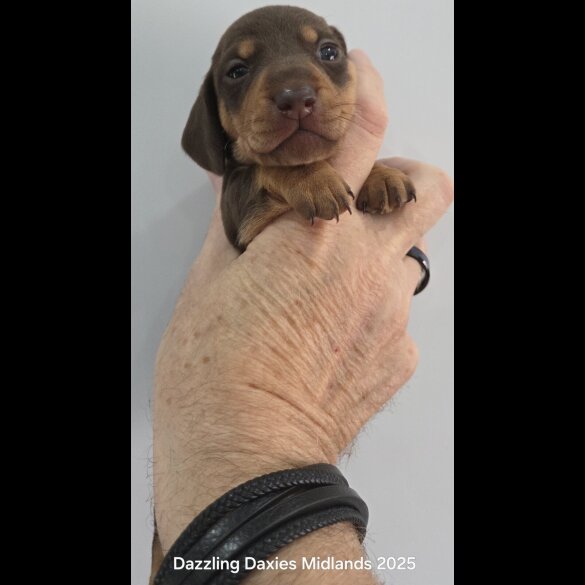 Dachshund (Standard &amp; Miniature) - Bitches