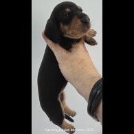 Dachshund (Standard &amp; Miniature) - Bitches