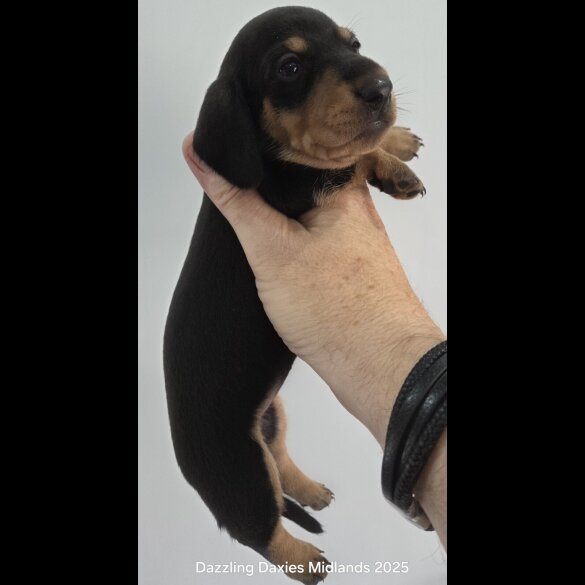 Dachshund (Standard &amp; Miniature) - Bitches