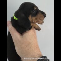 Dachshund (Standard &amp; Miniature) - Bitches