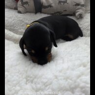 Dachshund (Standard &amp; Miniature) - Bitches