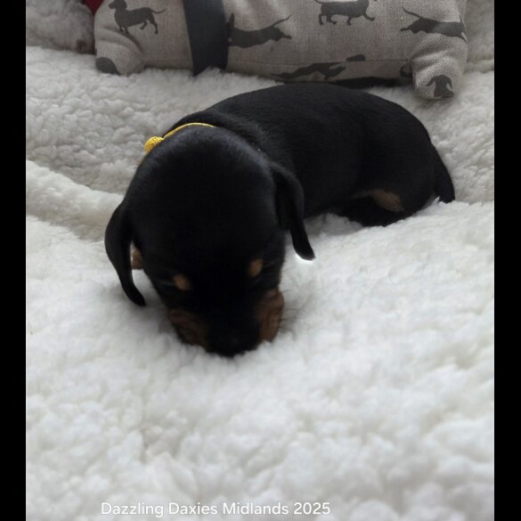 Dachshund (Standard &amp; Miniature) - Bitches