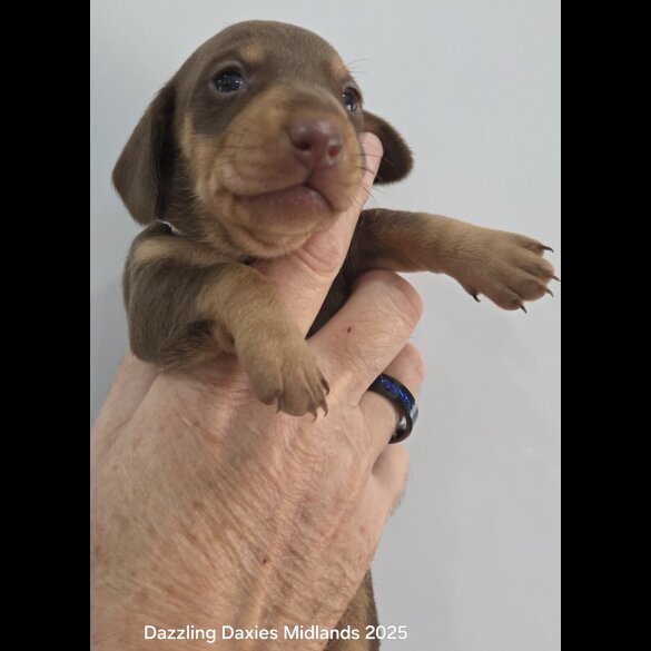 Dachshund (Standard &amp; Miniature) - Bitches