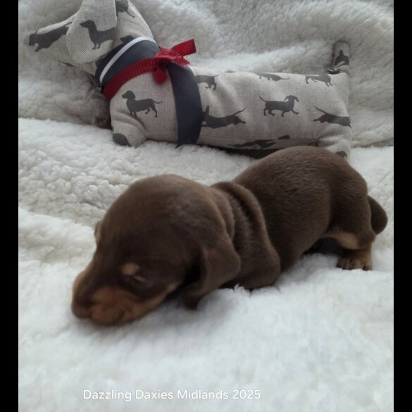 Dachshund (Standard &amp; Miniature) - Bitches